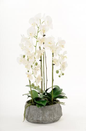 Phalaenopsis - Vit - 85 cm - www.frokenfraken.se