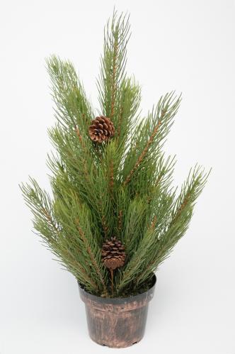 Tall - Grön - 60 cm - www.frokenfraken.se
