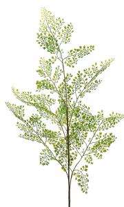 Adiantum blad - Grön - 140 cm - www.frokenfraken.se