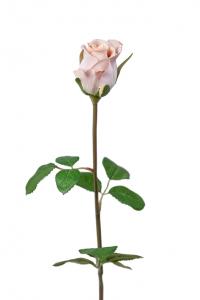 Ros - Cremerosa sidenros - 50 cm - www.frokenfraken.se