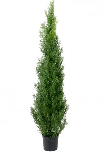 Cypress - 180 cm - www.frokenfraken.se