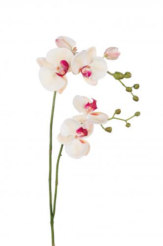 Phalaenopsis - Rosa - 100 cm - www.frokenfraken.se
