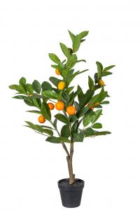 Citrusträd - 70 cm - www.frokenfraken.se