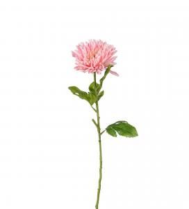 Chrysanthemum - Rosa - 60 cm - www.frokenfraken.se