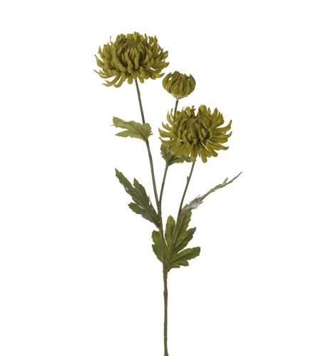Chrysanthemum - Grn - 60 cm - www.frokenfraken.se