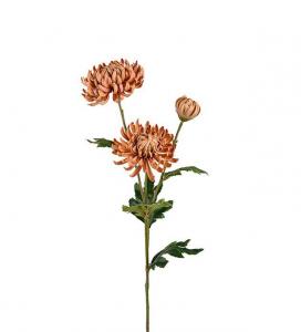 Chrysanthemum - Aprikos - 60 cm - www.frokenfraken.se