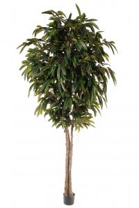 Longifolia - - 320 cm - www.frokenfraken.se