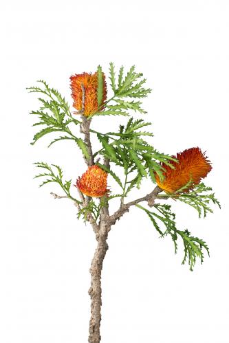 Banksia - Orange - 85 cm - www.frokenfraken.se