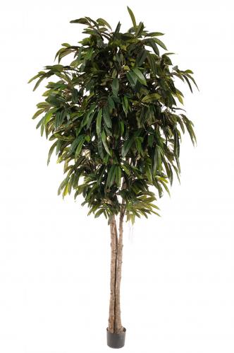 Longifolia - - 320 cm - www.frokenfraken.se
