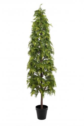 Cypress - - 210 cm - www.frokenfraken.se