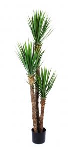 Yucca Rostrata - - 150 cm - www.frokenfraken.se