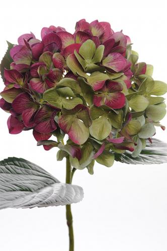 Hortensia - Rd - 65 cm - www.frokenfraken.se