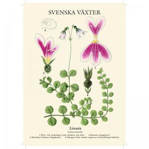 Skolplansch - Linnea - Liten - 32 x 45 cm - www.frokenfraken.se