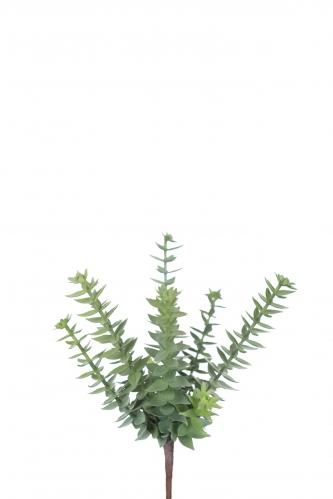 Succulent - Grn - 20 cm - www.frokenfraken.se