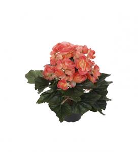 Begonia - Rosa - 28 cm - www.frokenfraken.se