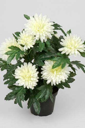 Chrysanthemum - Vit - 30 cm - www.frokenfraken.se