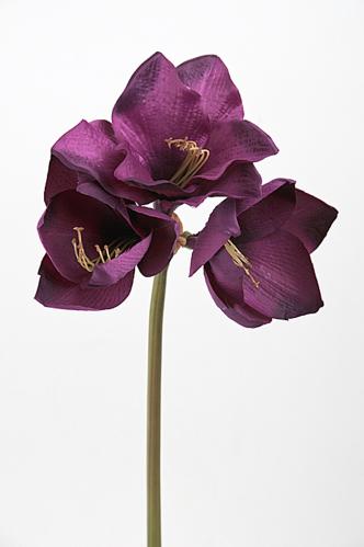 Amaryllis - Lila - 60 cm - www.frokenfraken.se