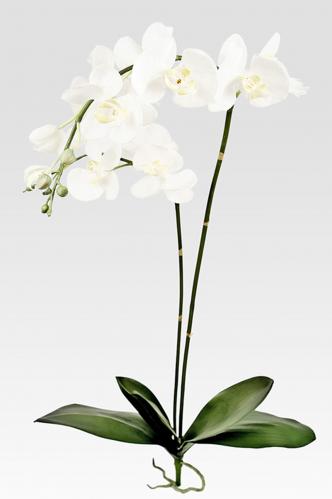SLUT_Phalaenopsis - Vit - 107 cm - www.frokenfraken.se