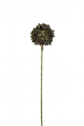 XXX_UTGTT_Allium - Grn - 45 cm - www.frokenfraken.se
