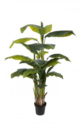Banan - Banantrd i kruka - 150 cm - www.frokenfraken.se