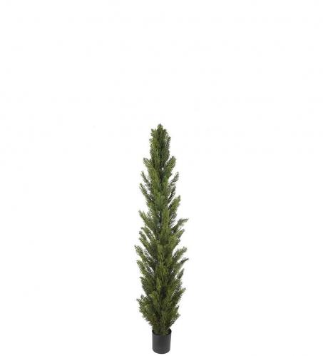 Cypress - Grn - 90 cm - www.frokenfraken.se