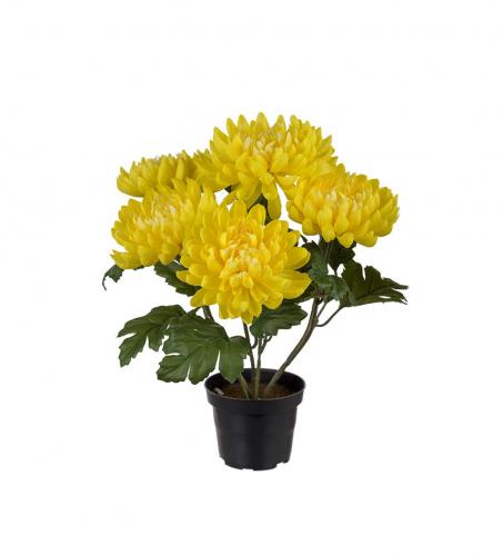 Chrysanthemum - Gul - 30 cm - www.frokenfraken.se