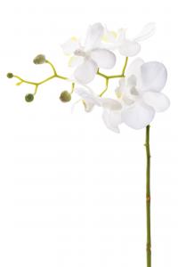Phalaenopsis - Vit - 28 cm - www.frokenfraken.se