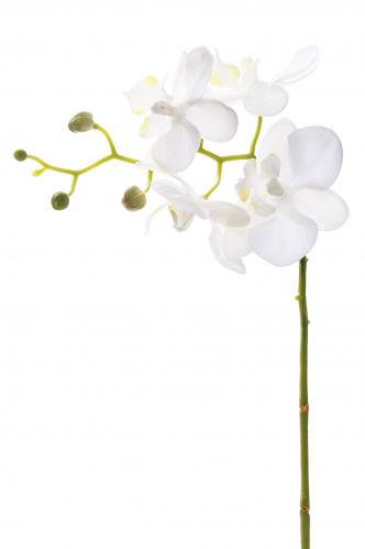 Phalaenopsis - Vit - 28 cm - www.frokenfraken.se