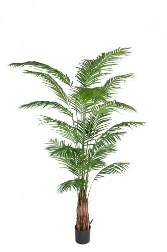 Areca Palm - 240 cm - www.frokenfraken.se