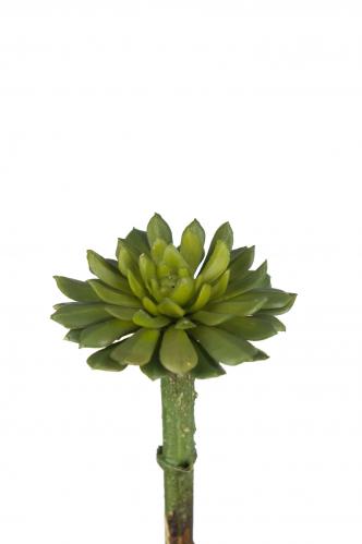 Succulent - Grn - 10 cm - www.frokenfraken.se