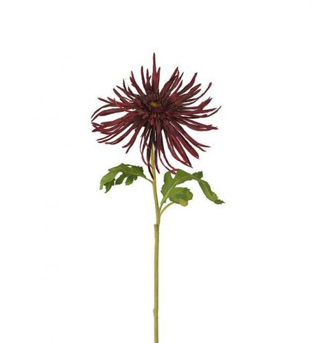 Chrysanthemum - Burgundy - 60 cm - www.frokenfraken.se