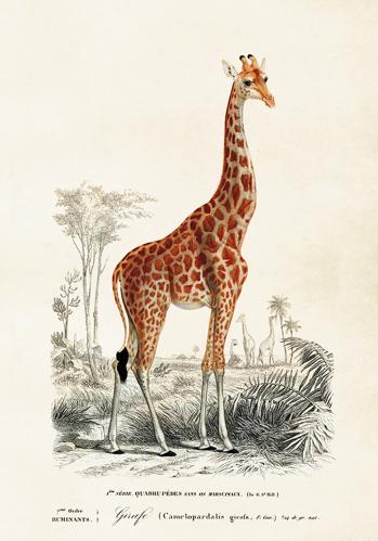 Poster - Vintage - Giraff - 35 x 50 cm - www.frokenfraken.se