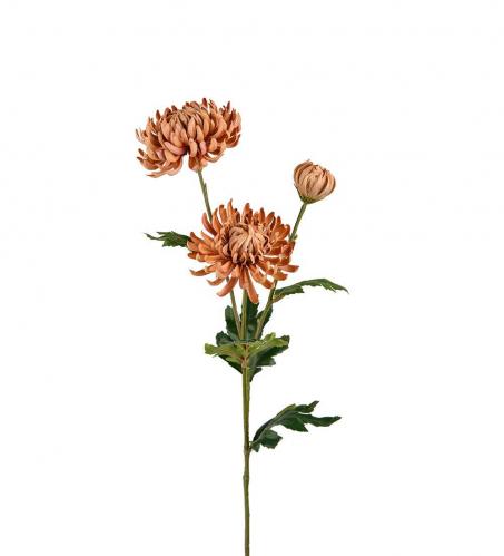 Chrysanthemum - Aprikos - 60 cm - www.frokenfraken.se