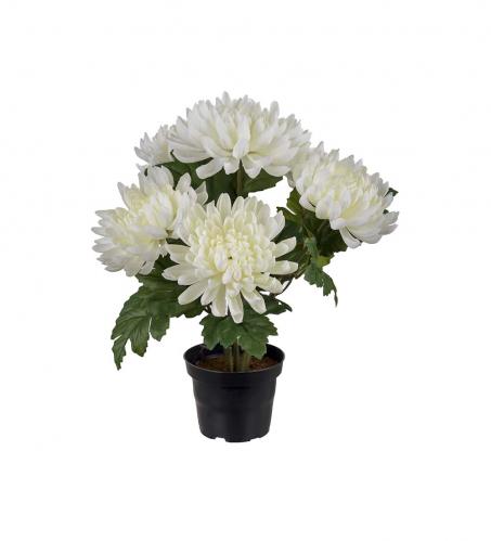 Chrysanthemum - Vit - 30 cm - www.frokenfraken.se