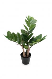 Zamifolia - Grön - 45 cm - www.frokenfraken.se