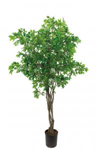 Fikus Benjamin - Stort Träd - 300 cm - www.frokenfraken.se