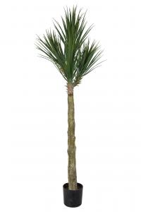 Yucca Rostrata - - 180 cm - www.frokenfraken.se