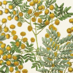 Servett - Mimosa - 33 x 33 cm - www.frokenfraken.se