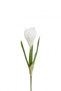 Crocus - Vit - 22 cm - www.frokenfraken.se