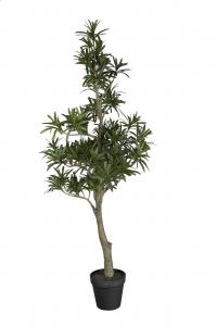 Podocarpus - Grön - 90 cm - www.frokenfraken.se