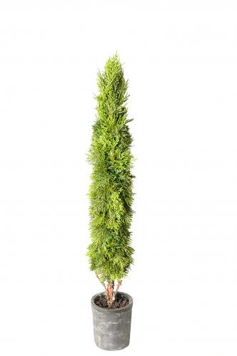 Cypress - Grn - 65 cm - www.frokenfraken.se