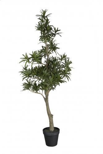 Podocarpus - Grn - 90 cm - www.frokenfraken.se
