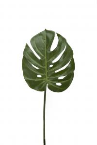 Monstera blad - 60 cm - www.frokenfraken.se