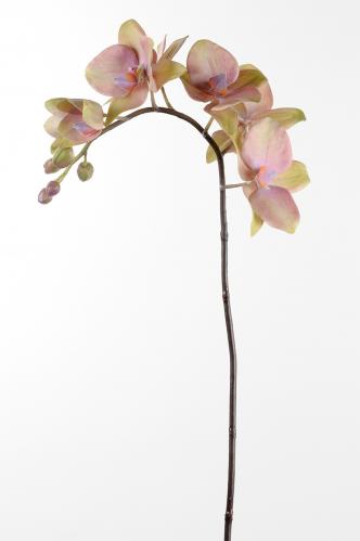 Phalaenopsis - Lila - 60 cm - www.frokenfraken.se