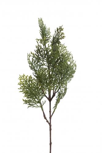 Cypress - - 60 cm - www.frokenfraken.se