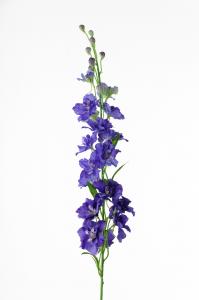 Delphinium - Blå - 90 cm - www.frokenfraken.se