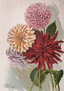 Poster - Dahlia - 50 x 70 cm - www.frokenfraken.se