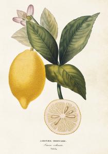 Poster - Citron - 35 x 50 cm - www.frokenfraken.se