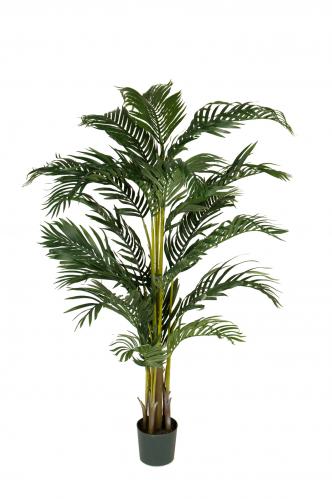 Kentia Palm - - 140 cm - www.frokenfraken.se