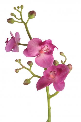 Phalaenopsis - Lila - 50 cm - www.frokenfraken.se